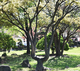 카지노사이트 가입쿠폰나무